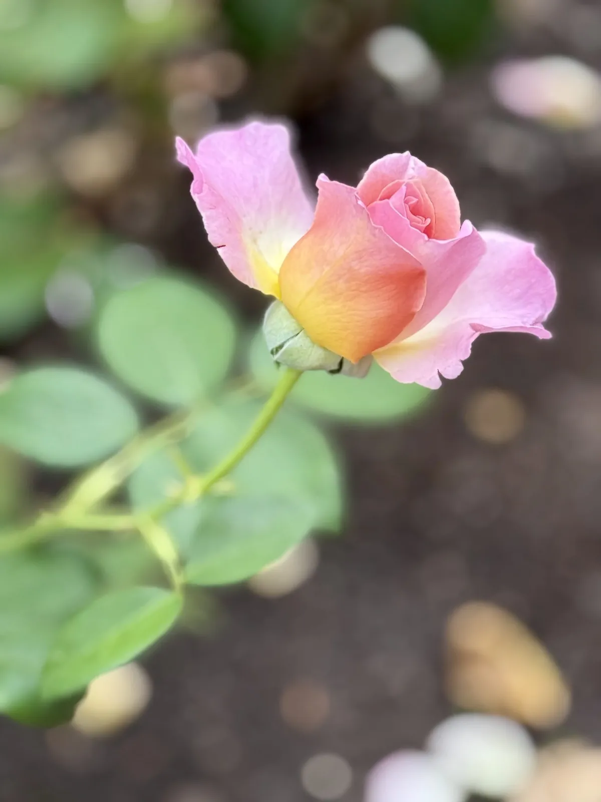 Rosas