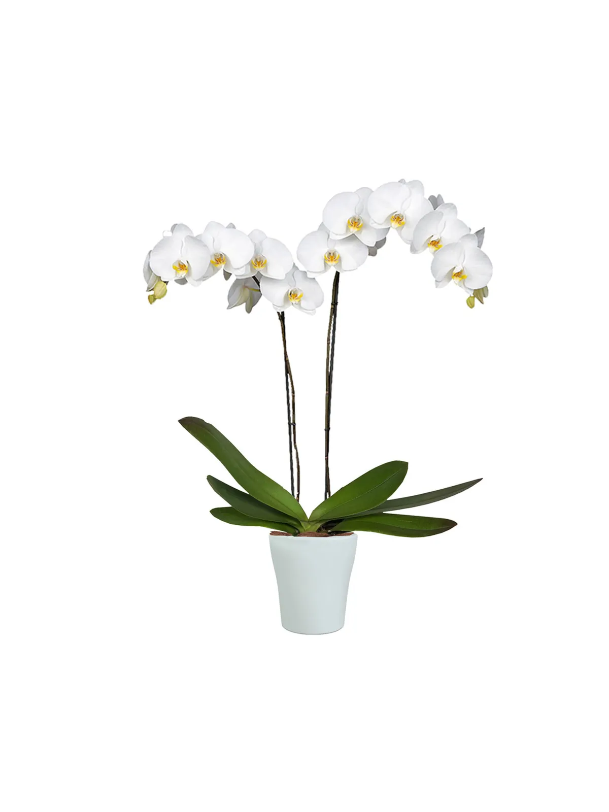 Orquidáceas, plantas de Florería Cruz