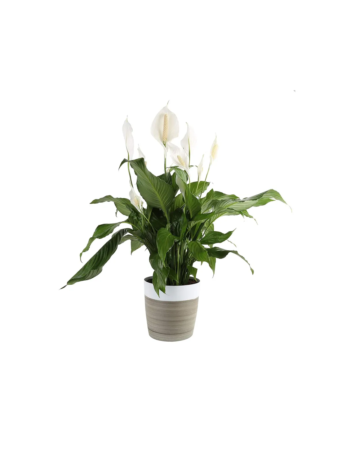 Spathiphyllum, plantas de Florería Cruz